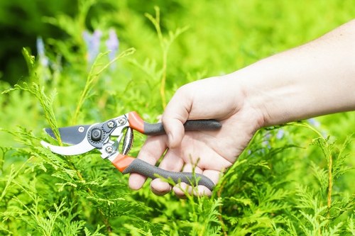 Supplier review and compliance check for tree surgery operations in Peckham